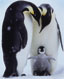 TT nonfiction - penguins